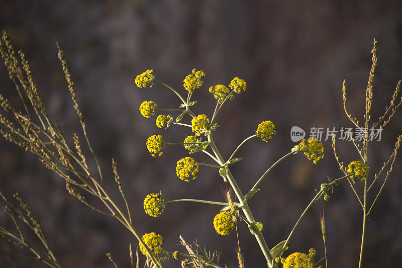 野生菊苣植物自然周围著名的利西亚路之间的fethiye到kas mugla火鸡春季